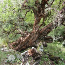 Tree on the way to the camp of Cerro Champaqui